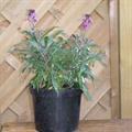 wallflower 'Bowles's Mauve'